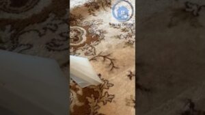 Ektraktsauger Reinigung von Teppichen: Geheimnisse, wie man einen Teppich wie neu hat!