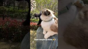 Exklusive Anpassung verwandelt Haustiere in Kissen und Teppiche für perfekte Kameradschaft❤️🔗