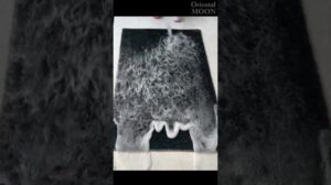 Gründliche Reinigung von Gabbe-Teppichen! Professioneller Teppichreinigungsprozess #shorts