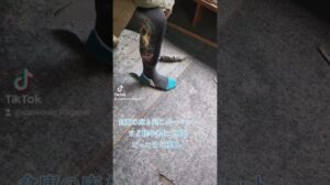 Teppichrestaurierung der Oktoberhalle – Mit dem, was vorhanden ist – Samu-Zen – Hirokatsu Yokonouchi