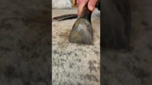 WASSERSAUGER 💧💧💧💧 REINIGUNG VON POLSTERN, MATRATZEN, TEPPICHEN #shorts