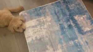 Waschbarer Teppich, 3x5 Flächenteppiche für Schlafzimmer, Esszimmer, Kinderzimmer, Büro Bewertung