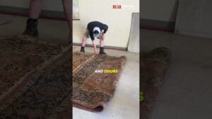 Wie man seine Teppiche wiederherstellt: Experten-Reinigung von Teppichen in Albuquerque!