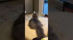 Große Katze im Teppichmodus.. aber keine Maus lol 😝.