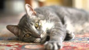 Teppichreinigung Teppichreparaturen in Stuttgart