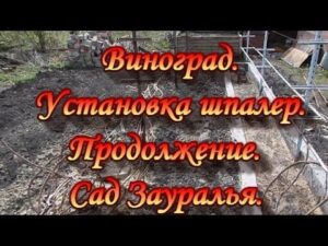Trauben. Fortsetzung. Installation von Spalieren. Garten im Ural.
