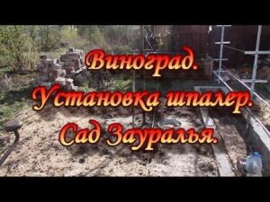 Trauben. Installation von Spalieren. Garten hinter dem Ural.