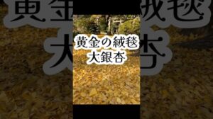 „【Schutzamulett und finanzielles Glück】Spaziergang auf einem natürlichen Teppich für starke Energieaufladung💰 #shortsyoutube #Ginkgo #Herbstlauborte“