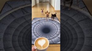 Corgis, Möpse & Pomeranian verlieren den Verstand über die riesige Loch-Teppich-Illusion 🤣🐶🐱🔥