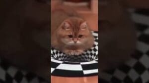 Reaktion von Katzen und Hunden auf 3D Teppich #shorts